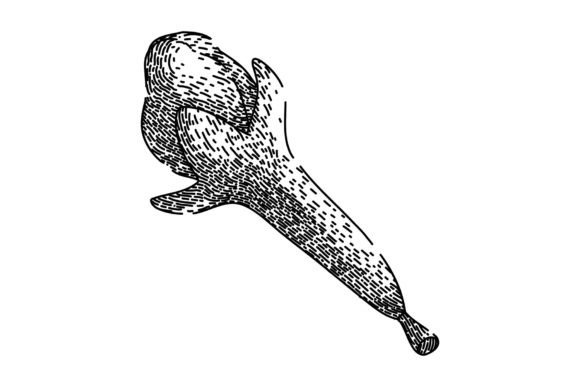 Download Aroma Clove Spice Sketch Hand Drawn Vect - Premium Resources
