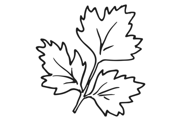 Download Parsley Leaf. Hand Drawn Cooking Aroma H - Premium Resources